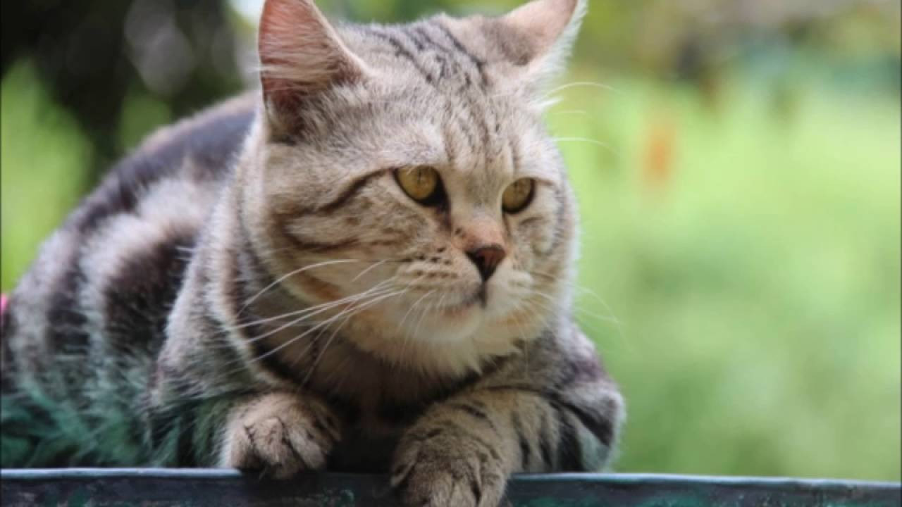 Fenomen kedi trafik kazasında öldü! Teknolojioku