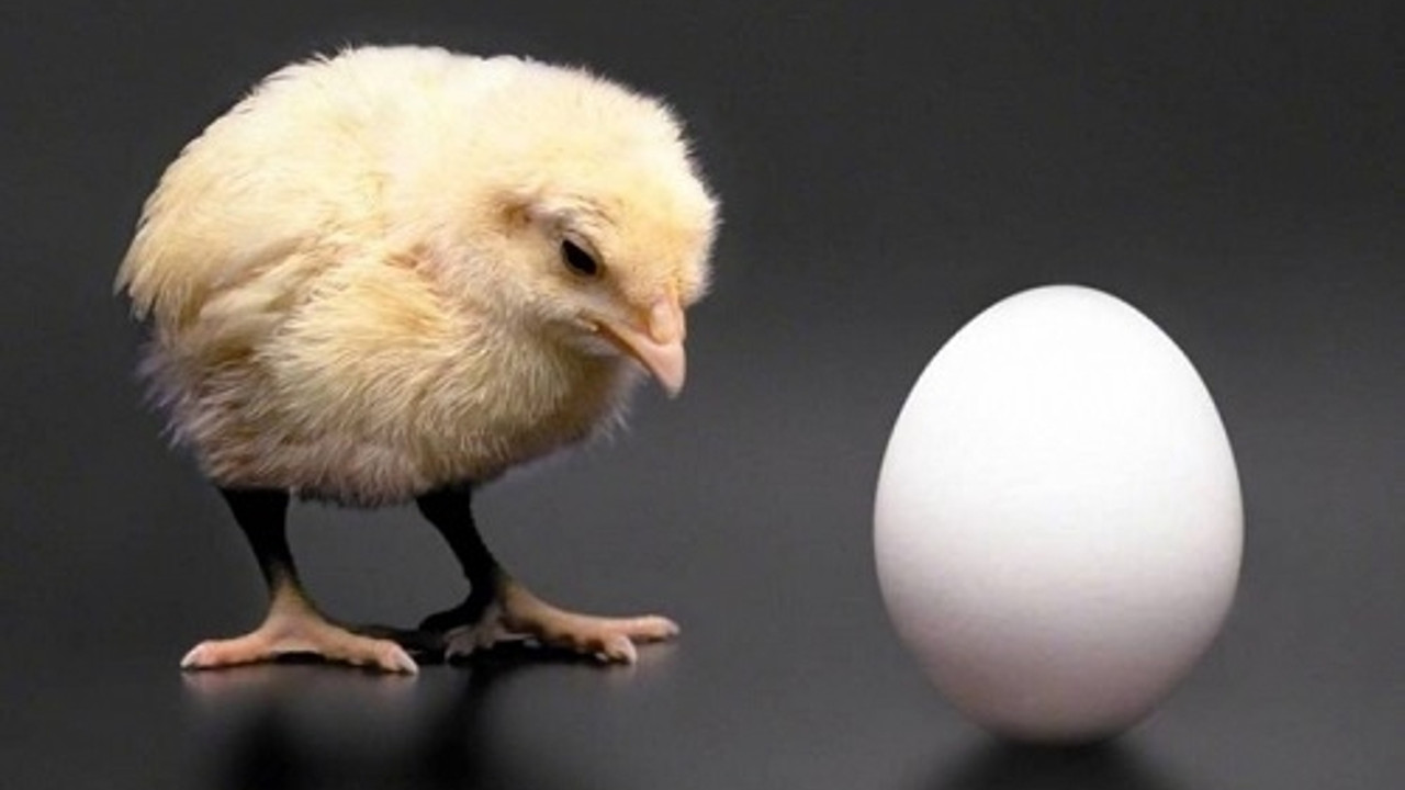 На какой день в яйце цыпленка. Яйцо цыпленок. Курица с яйцами. Курица или яйцо. Цыпленок рядом с яйцом.