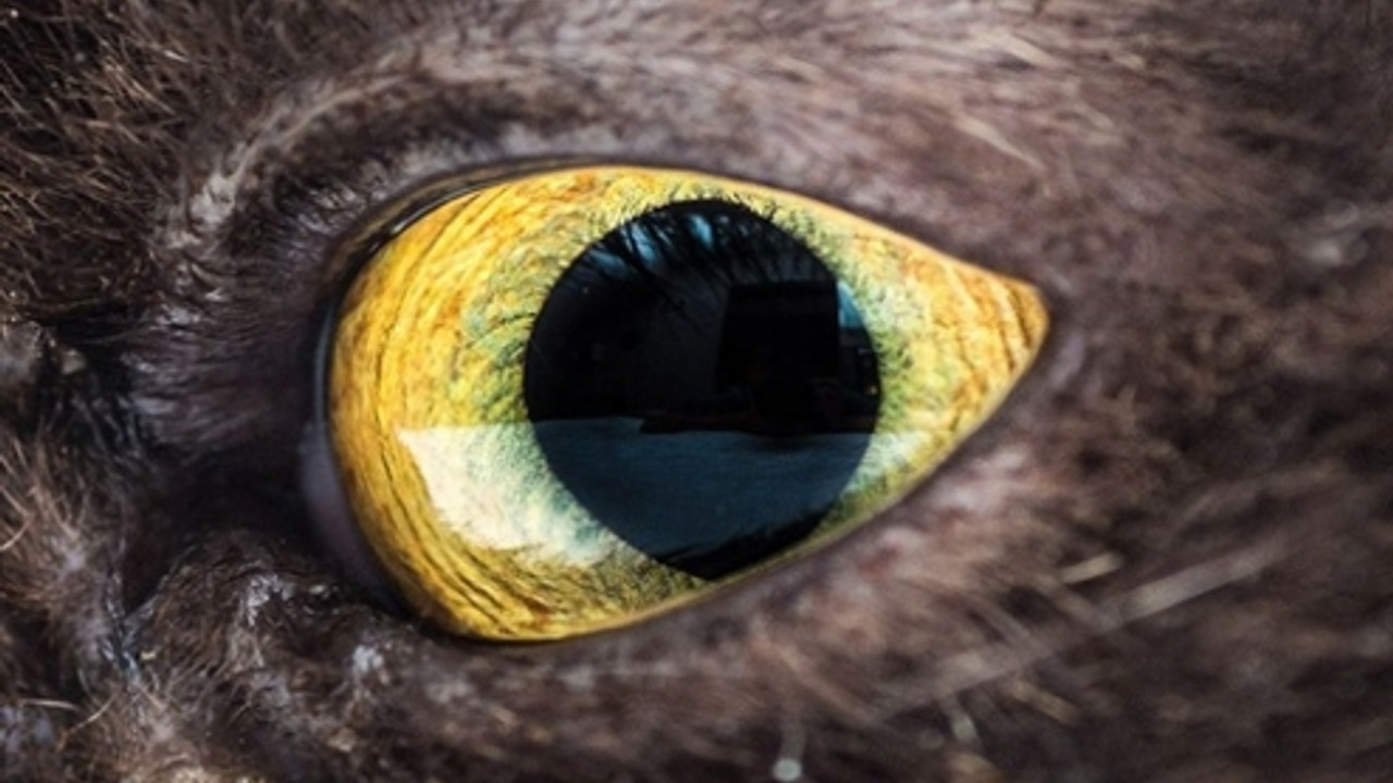 Название животного глаза. Глаза животных. Кошачий глаз. Глаз крупным планом. Глаза животных крупным планом.