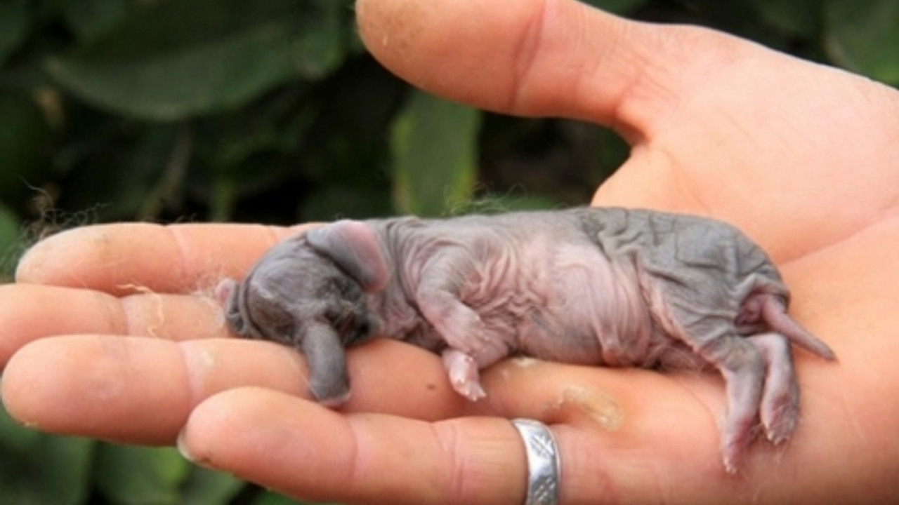 Когда родились животные. Новорождённые животные. Novorozhdenniy slonenok. Новорожденные звери.