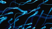 Libidoyu koruyor sperm aktivitesini düşürüyor