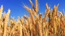 Gıda kıtlığı kapıda! Uzmanlar sadece 10 hafta yetecek kadar buğday kaldığını duyurdu