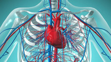 Kalp ve Dolaşım Sistemi nasıl çalışır? Hayatımızın motoru