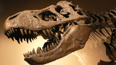 Tek yavru T-Rex fosili satışa çıktı!