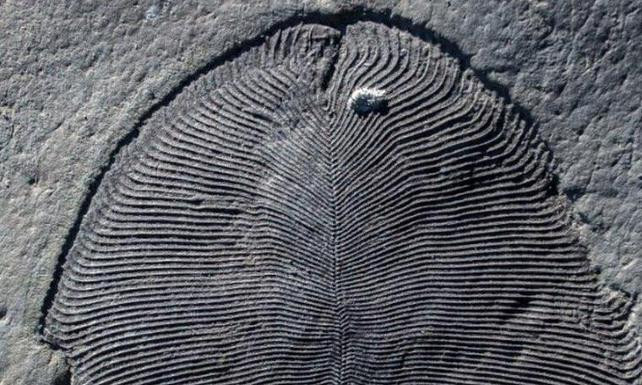 558 milyon yıllık fosilin sırrı çözüldü! - Resim : 1