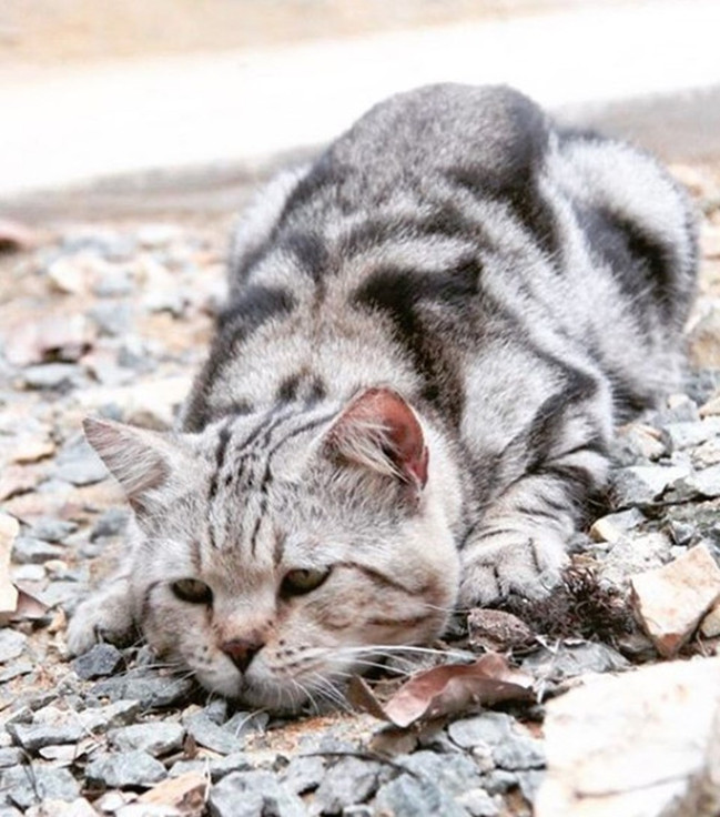 Fenomen kedi trafik kazasında öldü! - Resim : 1