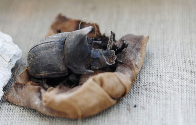 Mısır'da böcek mumyası bulundu! - Resim : 1