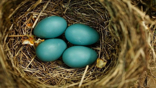 Kuş yumurtalarına dinozorların etkisi! - Resim : 1