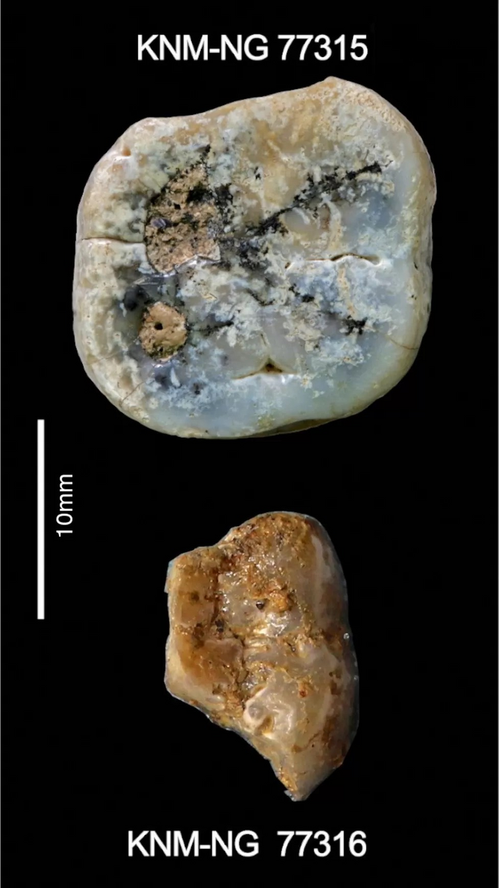 Kenya'da ilk insanlar tarafından yapılmış antik taş aletler bulundu - Resim : 1