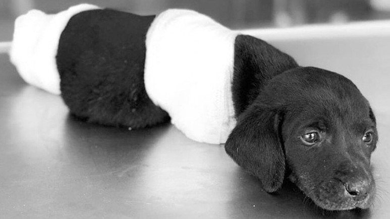 Köpek yavrusuna yapılanlar sosyal medyada tepki çekti