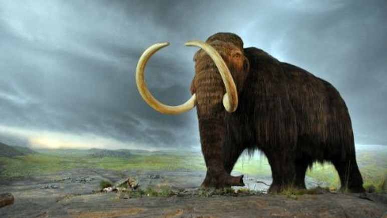 40.000 yıllık Mamut klonlanacak mı?