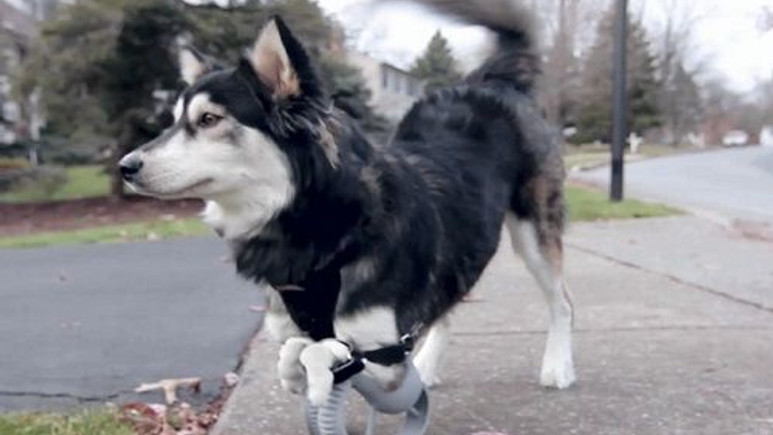 Engelli köpek 3D yazıcı sayesinde koşmaya başladı