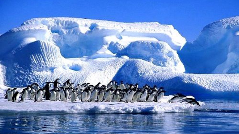 Türkiye penguenlerin kıtasında bilimsel istasyon kuracak