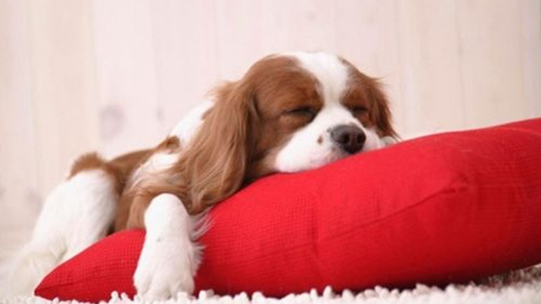 Köpekler de uyurken öğrenebiliyor!