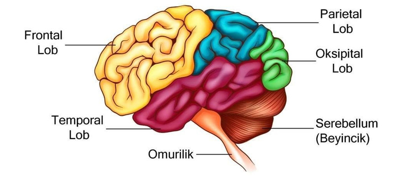 Müthiş araştırma! Beyniniz hangi sanata yatkın? - Resim: 1