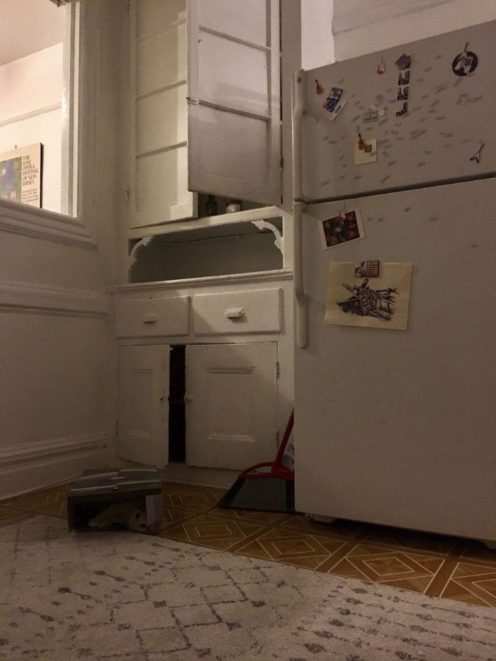10 saniye içinde kayıp kedi Pierogi'yi bulabilecek misiniz? - Page 1