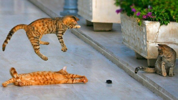 Zamanında çekilmiş birbirinden harika fotoğraflar - Page 4