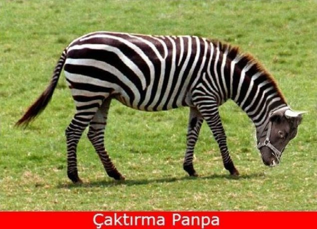 Birbirinden komik Kurban Bayramı capsleri - Page 2