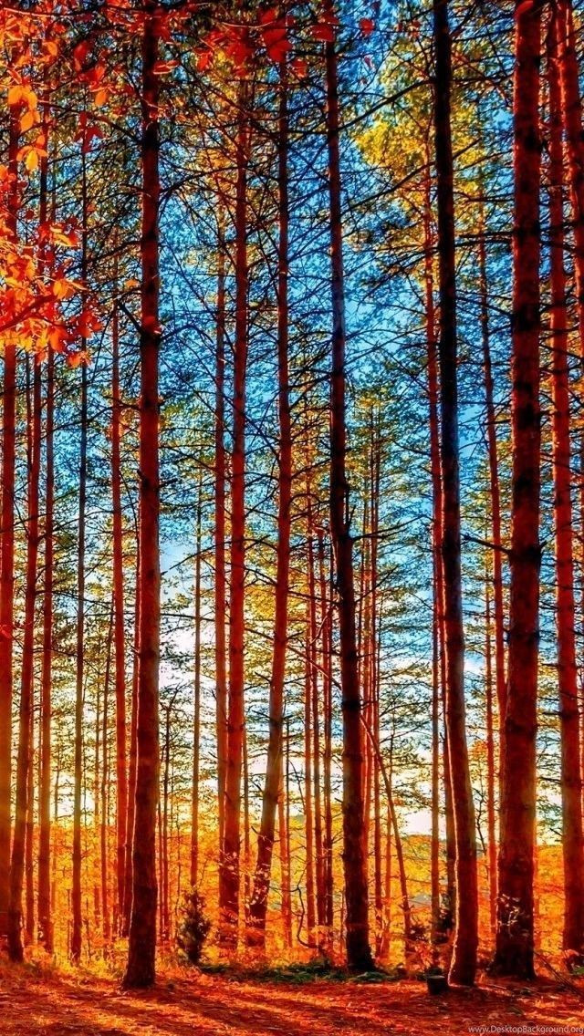 autumn-iphone-wallpaper-group-pictu-51a3.jpg
