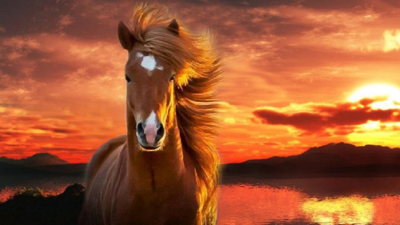 animal-heste-bakgrunns-1024x576-194-i3nz_cover.jpg