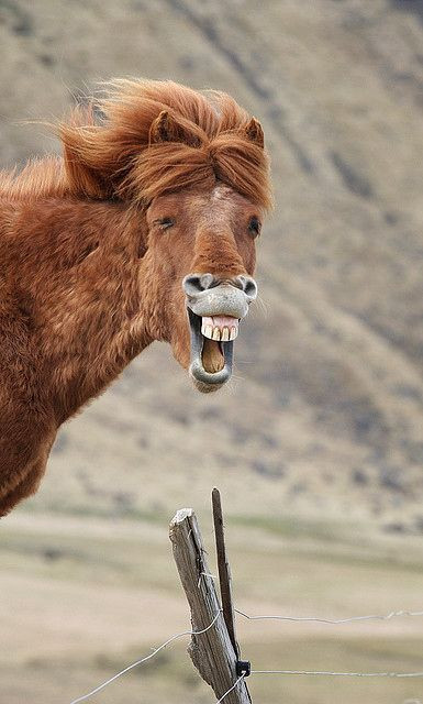 animals-laughing-out-loud-MUur.jpg