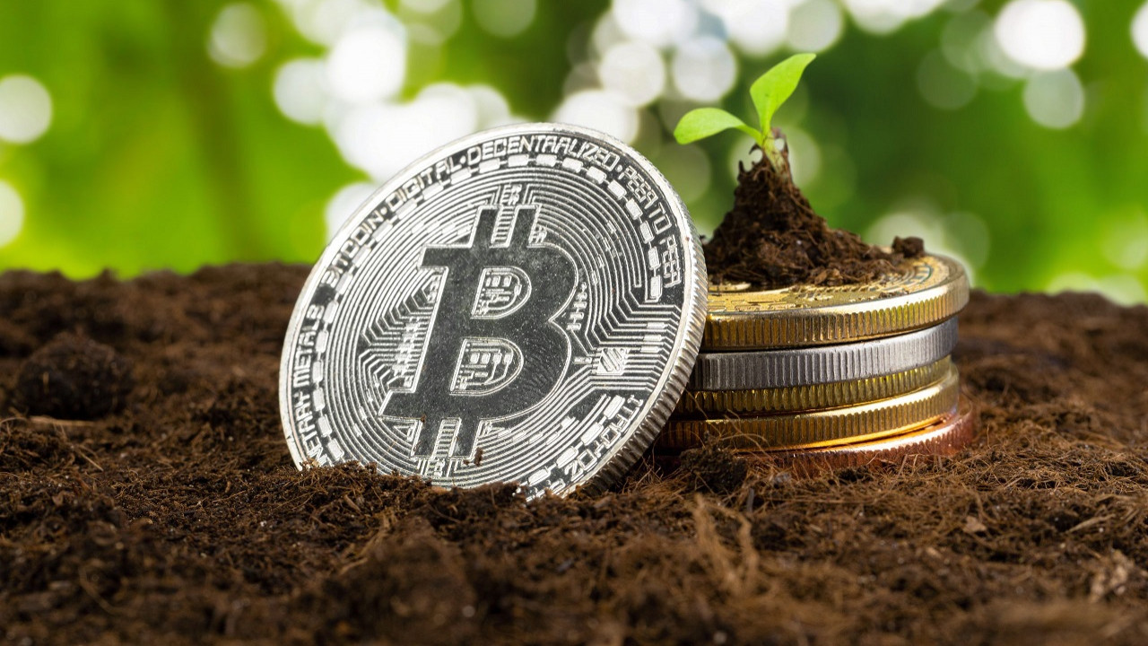 sprout-plant-and-bitcoin-growth-of-HMK5_cover.jpg