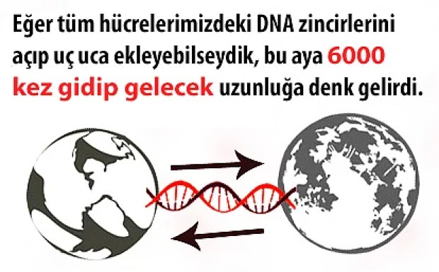 DNA hakkında 11 ilginç bilgi - Page 4