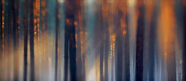 2012'nin en iyi vahşi yaşam fotoğrafları - Page 4