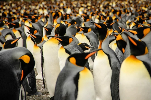 2015 Sony Fotoğrafçılık Ödülleri'nde öne çıkmış 15 fotoğraf - Page 4