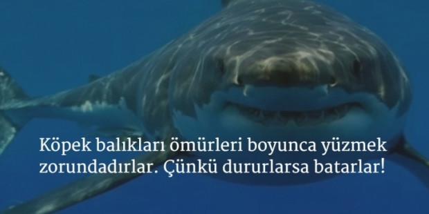 Aklınızın bir köşesinde durması gereken ilginç gerçekler! - Page 2