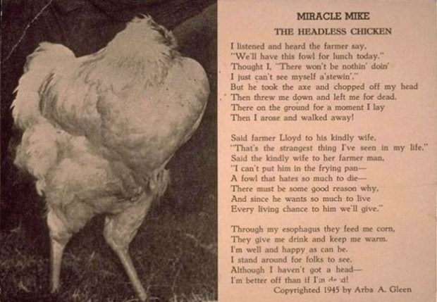 Başsız tavuk Mike, 18 ay nasıl yaşadı? - Page 4