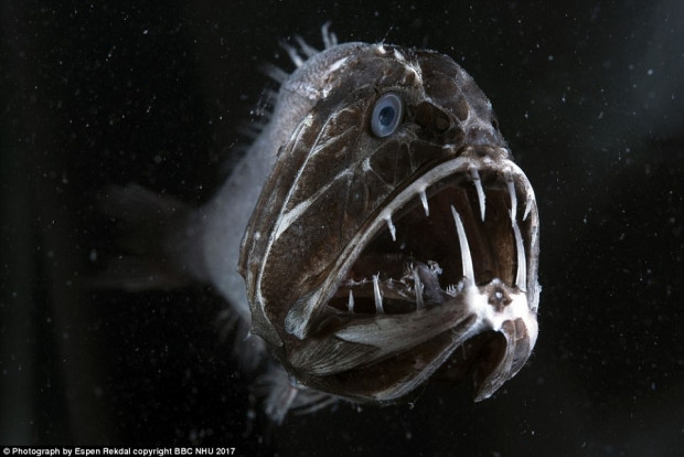 Blue Planet II'den büyüleyen paylaşımlar - Page 1