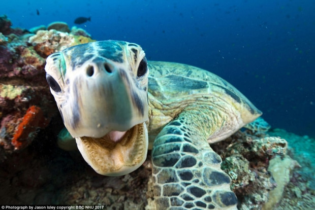 Blue Planet II'den büyüleyen paylaşımlar - Page 2