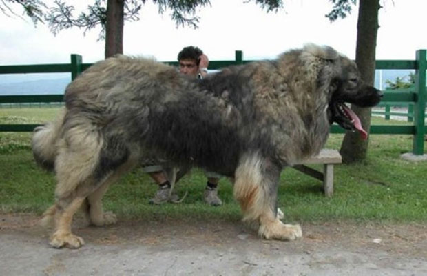 Bu fotoğraflar normal değil - Page 1