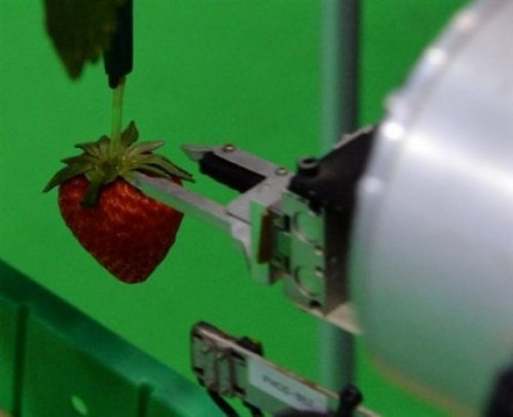 Bu robot meyve topluyor - Page 2