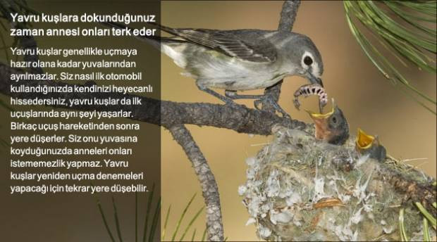 Doğru bildiğimiz yanlışlar - Page 4
