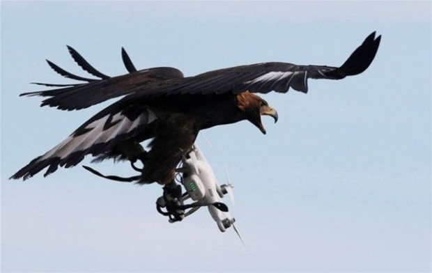 Drone avlaması için Kartallar eğitiliyor! - Page 1