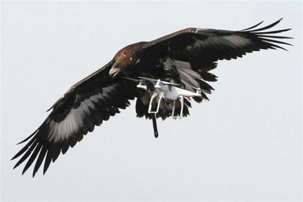 Drone avlaması için Kartallar eğitiliyor! - Page 2