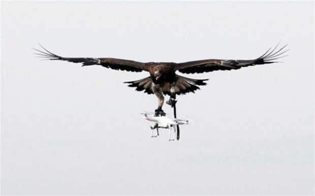 Drone avlaması için Kartallar eğitiliyor! - Page 3