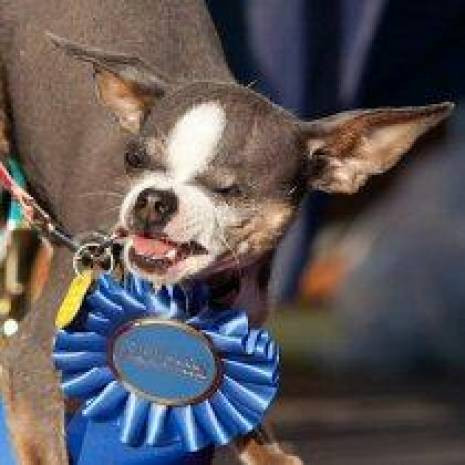Dünyanın en çirkin köpekleri! - Page 2