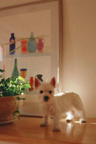 Dünyanın en sevimli köpek yavruları! - Page 3