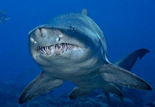 Dünyanın en tehlikeli 7 köpekbalığı | Teknolojioku
