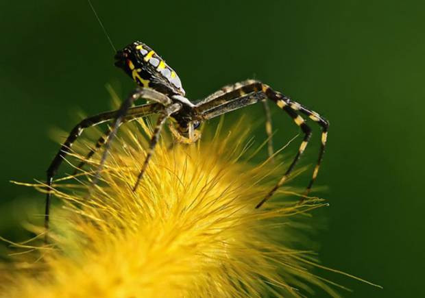 En güzel makro fotoğraflar - Page 2