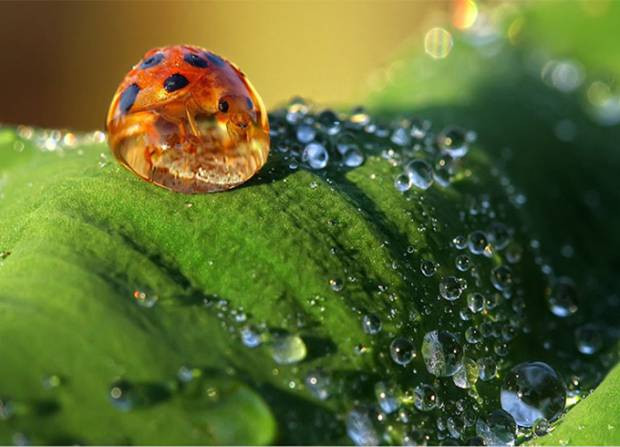 En güzel makro fotoğraflar - Page 3