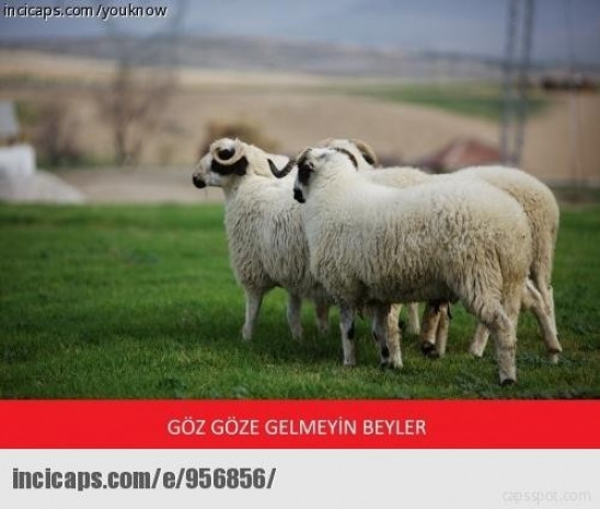 En komik kurban bayramı capsleri - Page 2
