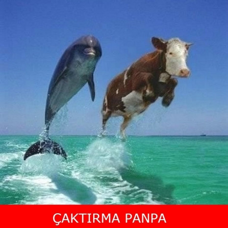 En komik kurban bayramı capsleri - Page 4