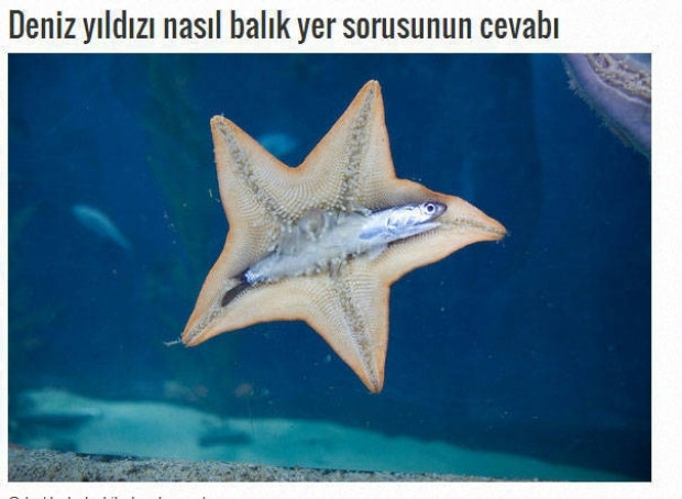 Görenleri şaşırtan kareler - Page 1