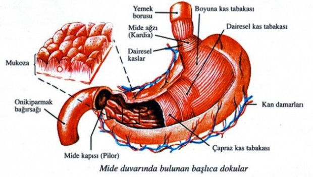 Hangi organ ne kadar sürede yenileniyor? - Page 4
