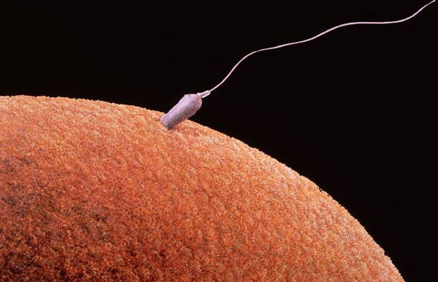 İnsan derisini hücrelerini sperm ve yumurtaya çevirdiler - Page 1