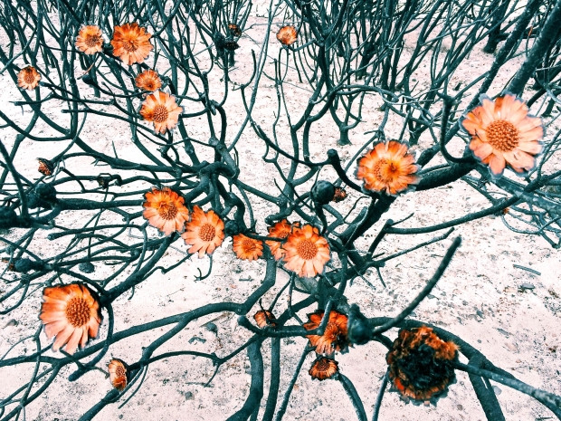 iPhone Fotoğraf Ödüllerini Kazanan Fotoğraflar - Page 3